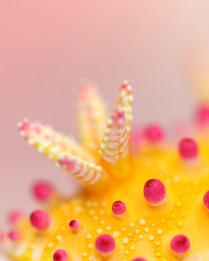 Cadlinella Nudibranch – Handmade Sculpture OOAK