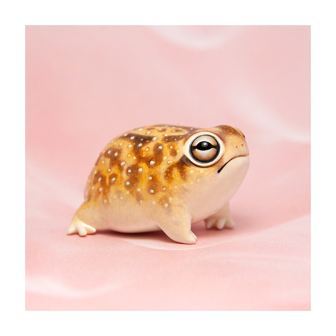 Desert Rain Frog Art Print – 16x16 inch